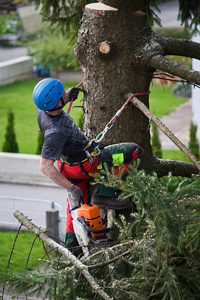Best Tree Trimming and Pruning  in Valley Stream, NY